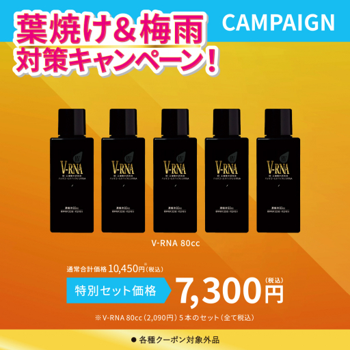 V-RNA80cc（5本）セット