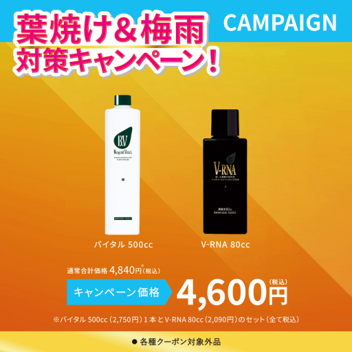 バイタル500cc + V-RNA80cc セット