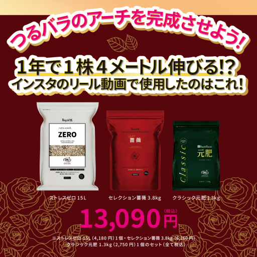 つるバラが1年で1株4メートル伸びる！？フルセット②